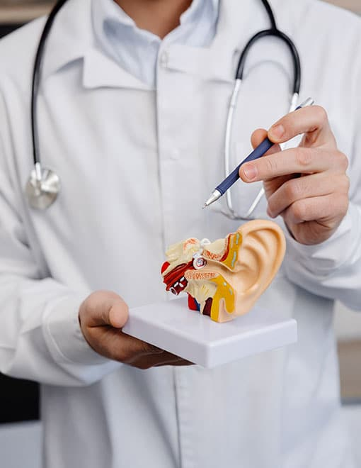 audiologist demonstrating how the human ear works.jpg